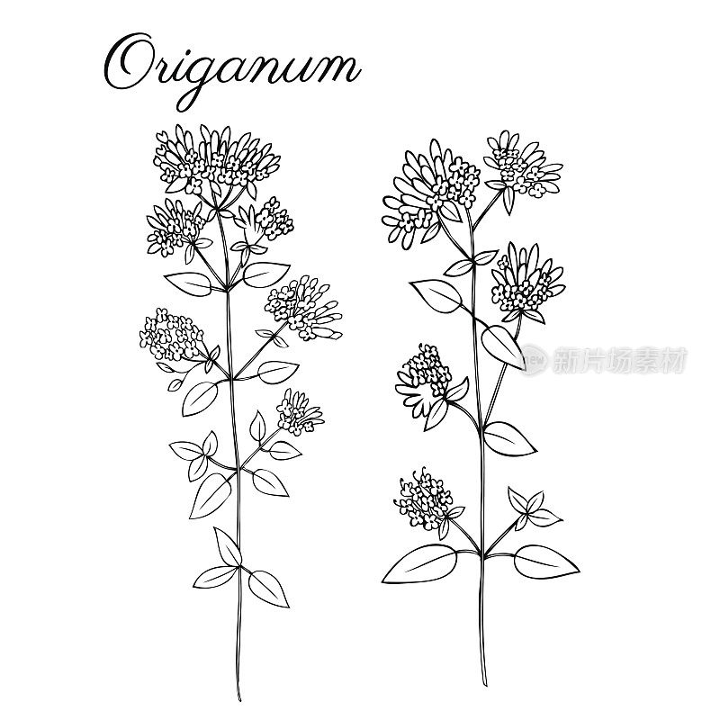 Blossoming oregano flowers vector ink doodle sketch hand drawn healing herb isolated on white, vintage botanical illustration, Collection herb for card, cosmetic, medicine